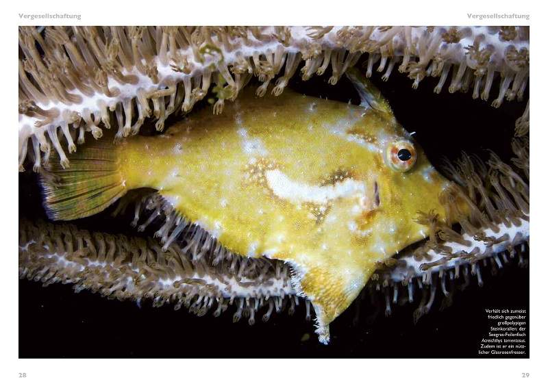 Preview: Grosspolypige Steinkorallen im Meerwasseraquarium
